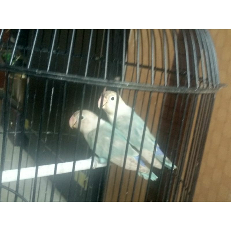 Sepasang lovebird blue ice