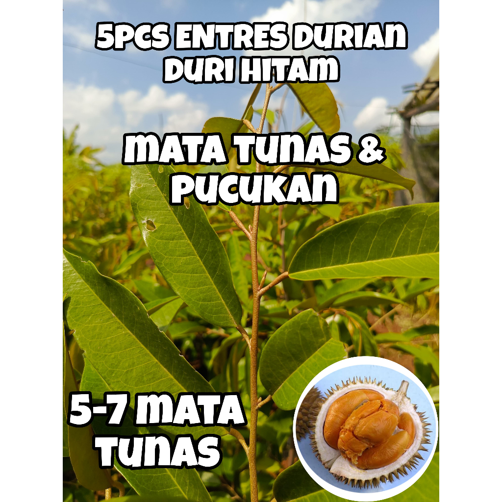 ENTRES DURIAN DURI HITAM SUPER MURAH DAN BERKUALITAS (5PCS)