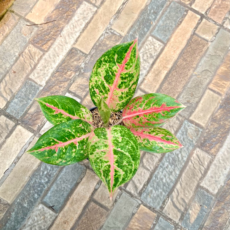 Aglaonema Red Imelda