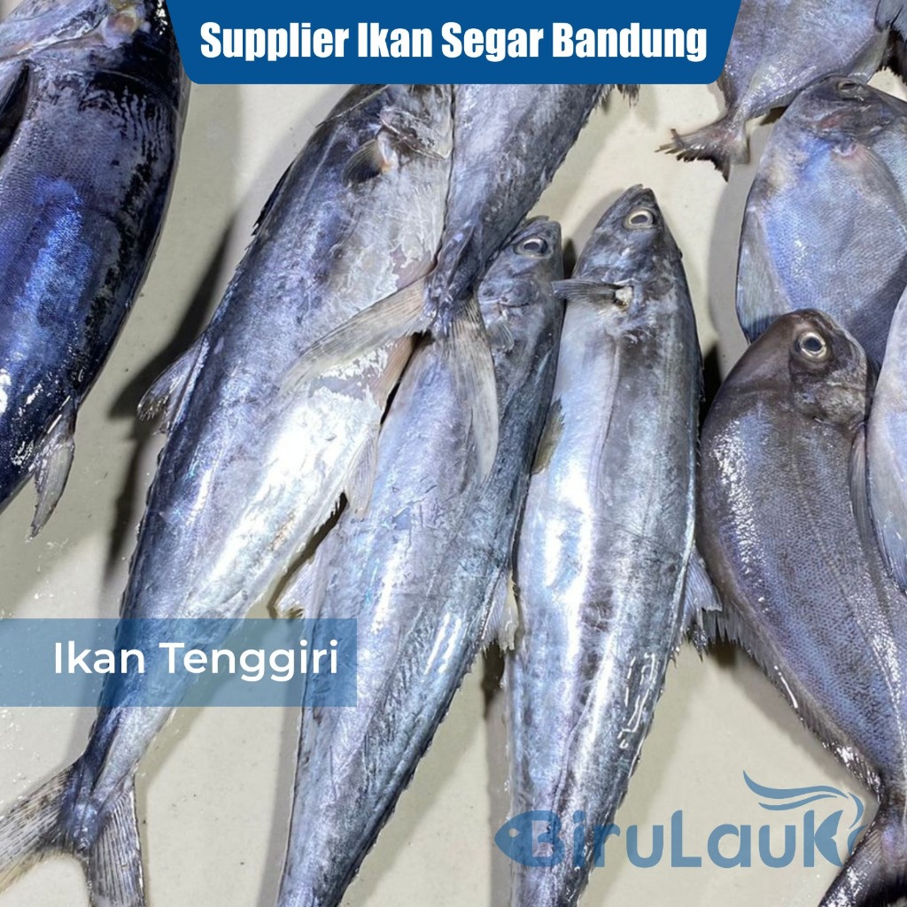 

IKAN TENGGIRI SEGAR BANDUNG