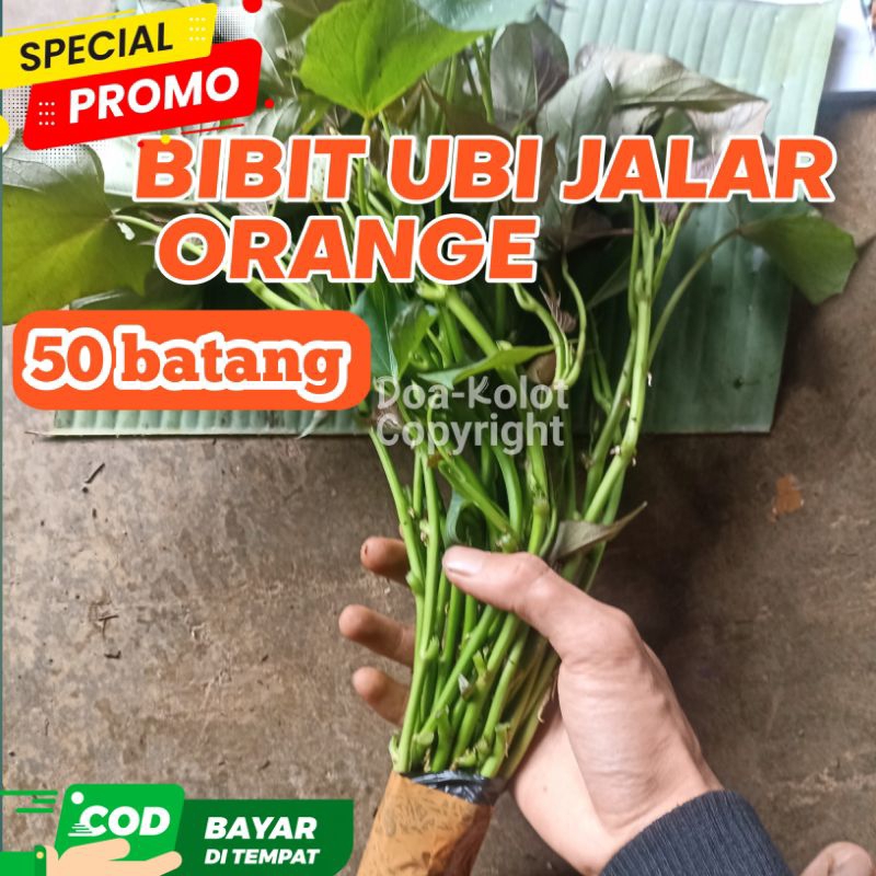 Bibit Ubi Jalar Orange 40 Batang / Umbi Jalar Oren Pilihan