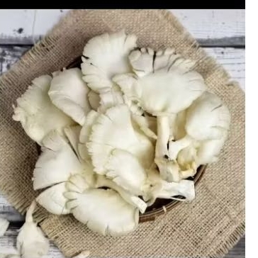 

jamur tiram segar 250 gr