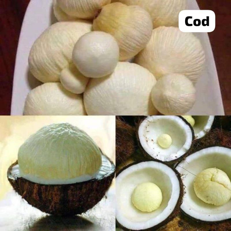 

Kentos Kelapa Tiga butir