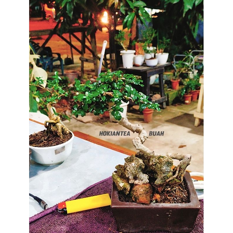 1 pot Hokiantea bonsai buah tanaman hias siap pajang mame bonsai mini indoor outdoor