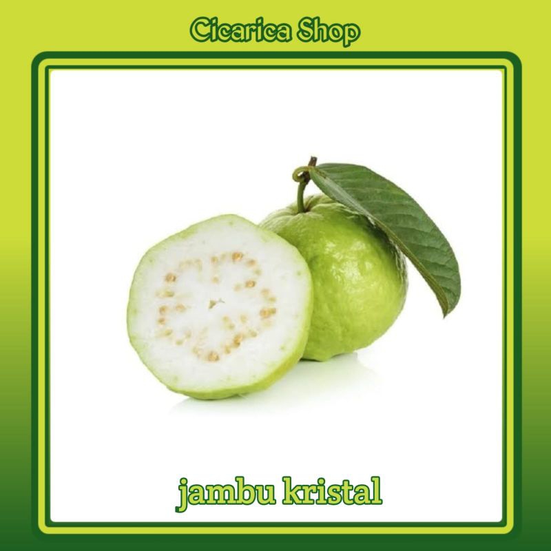 

Jambu Kristal, Jambu Batu