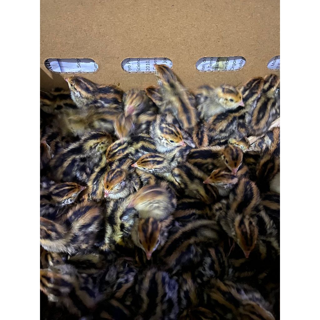 Anakan DOQ Burung Puyuh Jantan untuk pakan BurHan Eceran