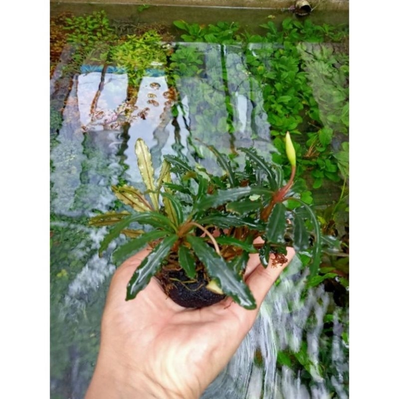 TANAMAN AIR BUCE BUCEPALANDRA MEDIA WABIKUSA TANAMAN AQUARIUM KOLAM AQUASCAPE LOW CO2