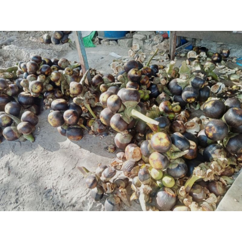 

Termurah BUAH LONTAR/SIWALAN wutuh isi 3 biji glundungan