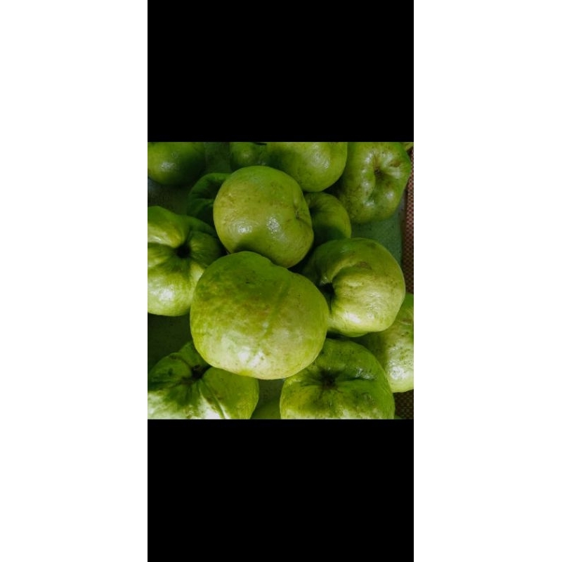 

jambu kristal