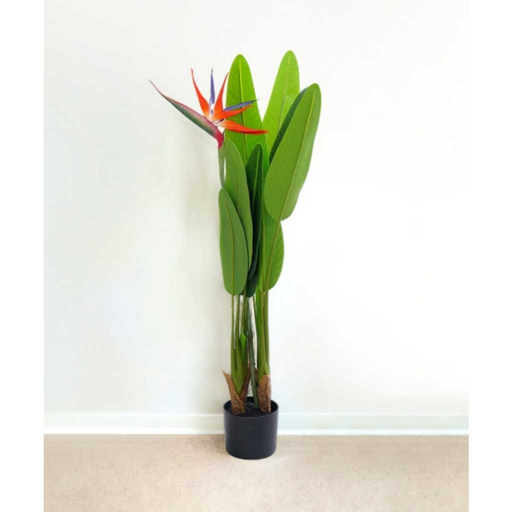 INFORMA ARTIFICIAL STRELITZIA// INFORMA TANAMAN HIAS// TANAMAN HIAS