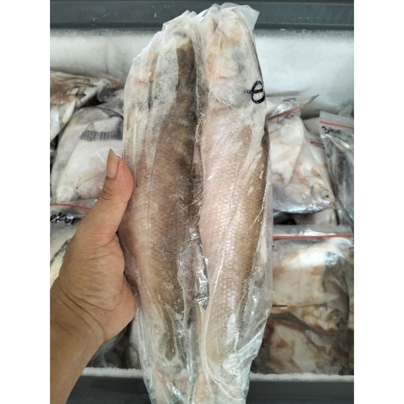 

ikan senangin 1kg isi 2ekor ya beb,, sangat fresh dan manis asli dari panipahan/desa terapung