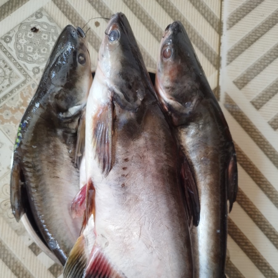 

Ikan Patin Segar 1KG