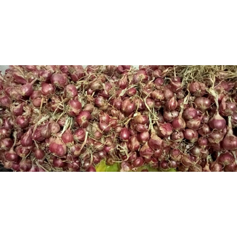 

Bawang merah