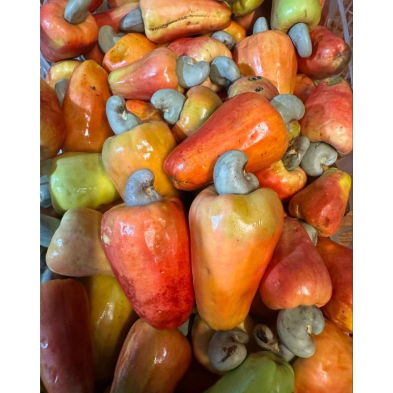 JAMBU MONYET / JAMBU MEDE / JAMBU METE HARGA PER KG
