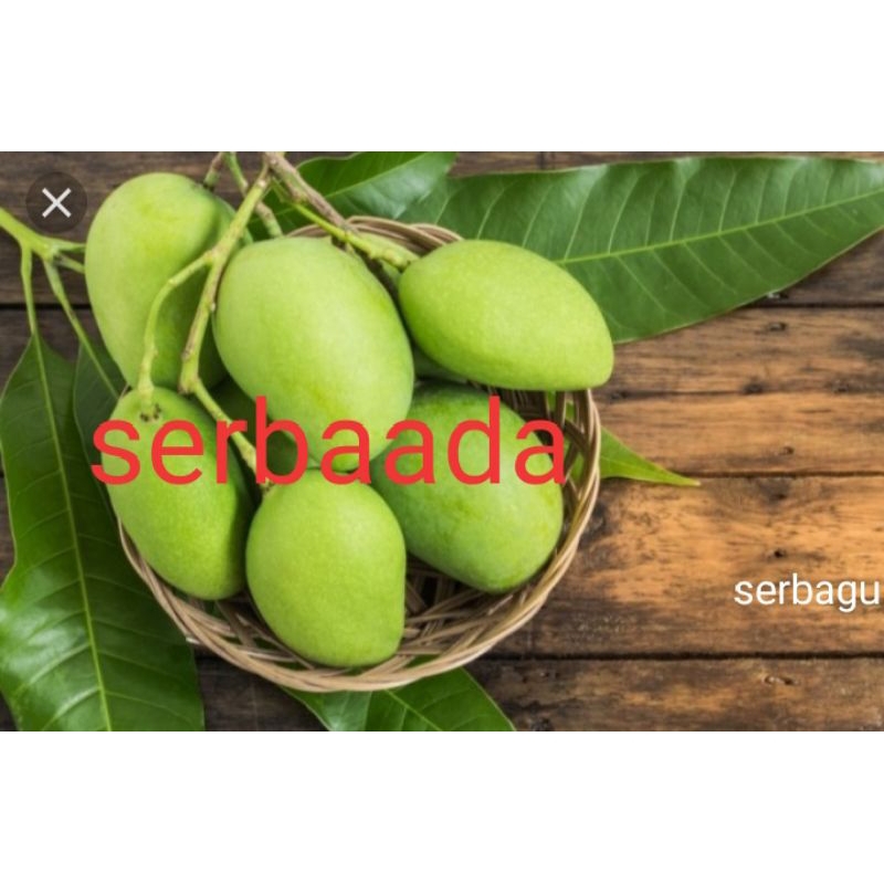 

mangga muda