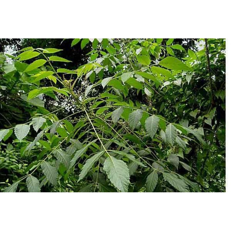 

Daun mindi segar 500gram