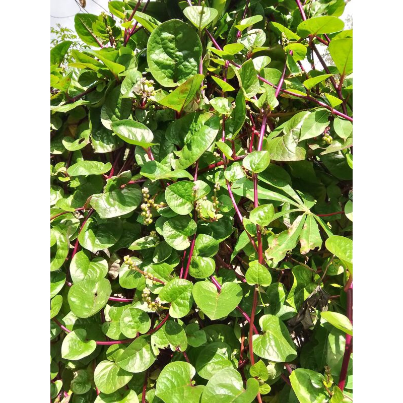 Obat Luka Diabetes paling ampuh