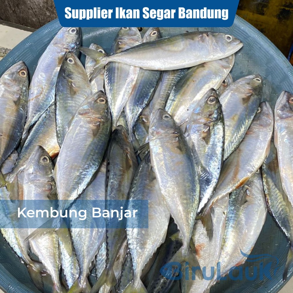 

IKAN KEMBUNG BANJAR SEGAR BANDUNG
