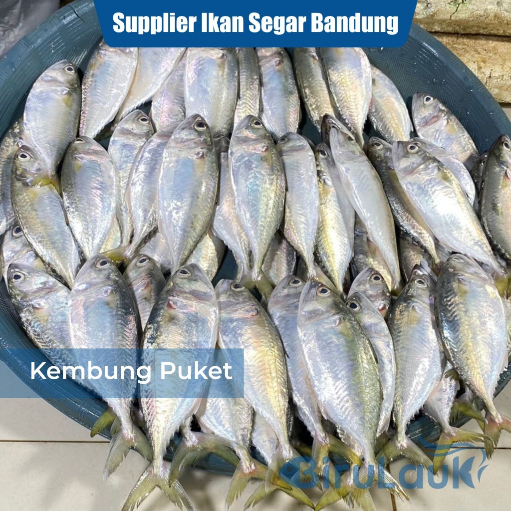 

IKAN KEMBUNG PUKET SEGAR BANDUNG