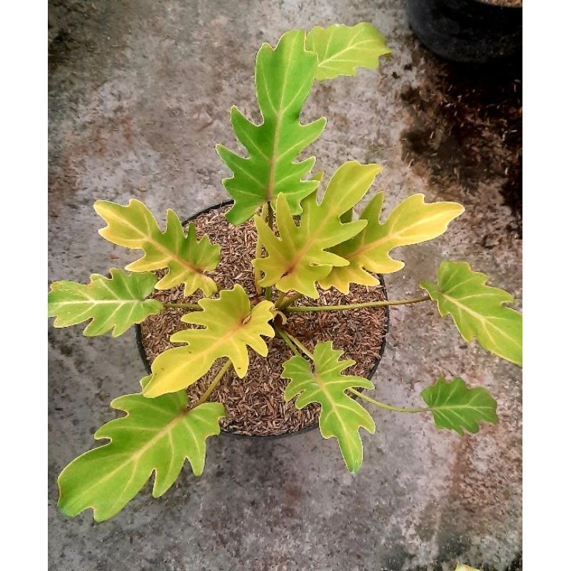 philodenron xanadu golden