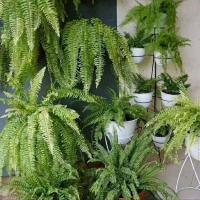 ganaman hias paskis boston kelabang/1 bulep