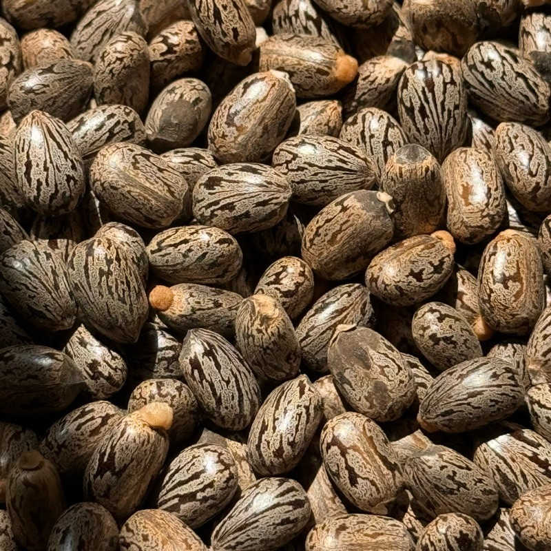 Biji Pohon Jarak Kepyar (Ricinus Communis)