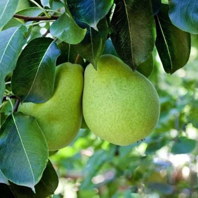 bibit buah pir madu hasil cangkok sudah berbunga