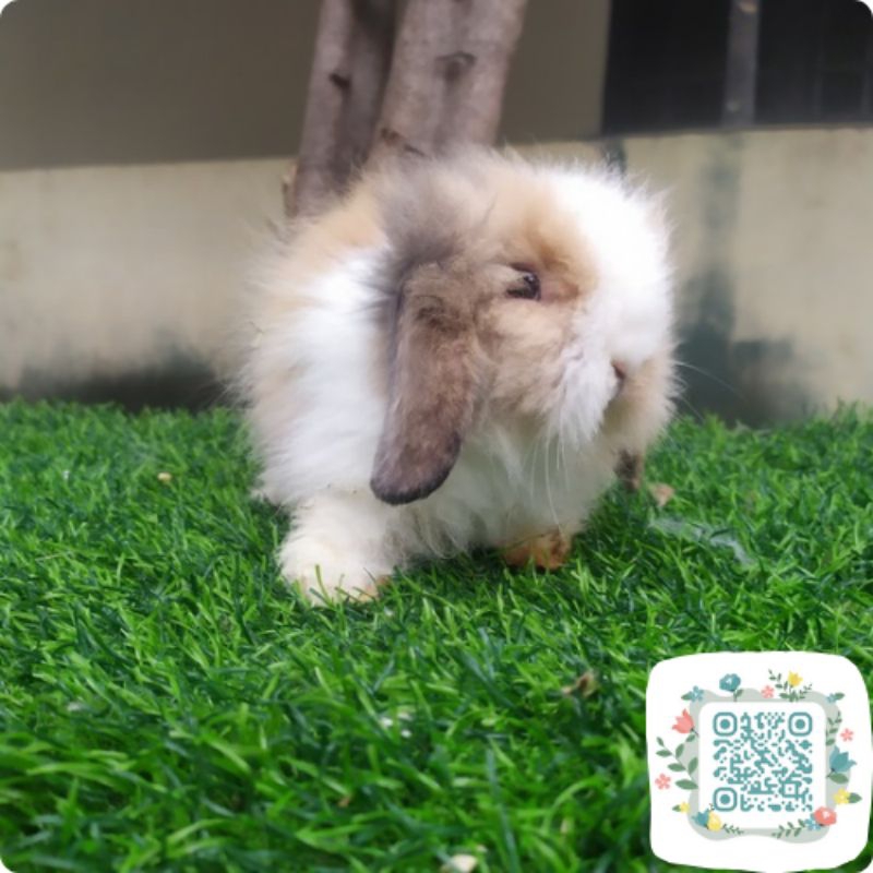 Fuzzy Lop Trico Murah