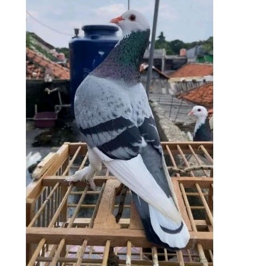 Burung Dara Merpati Tinggian Kolongan Giring Pasangan Satuan Jantan Betina