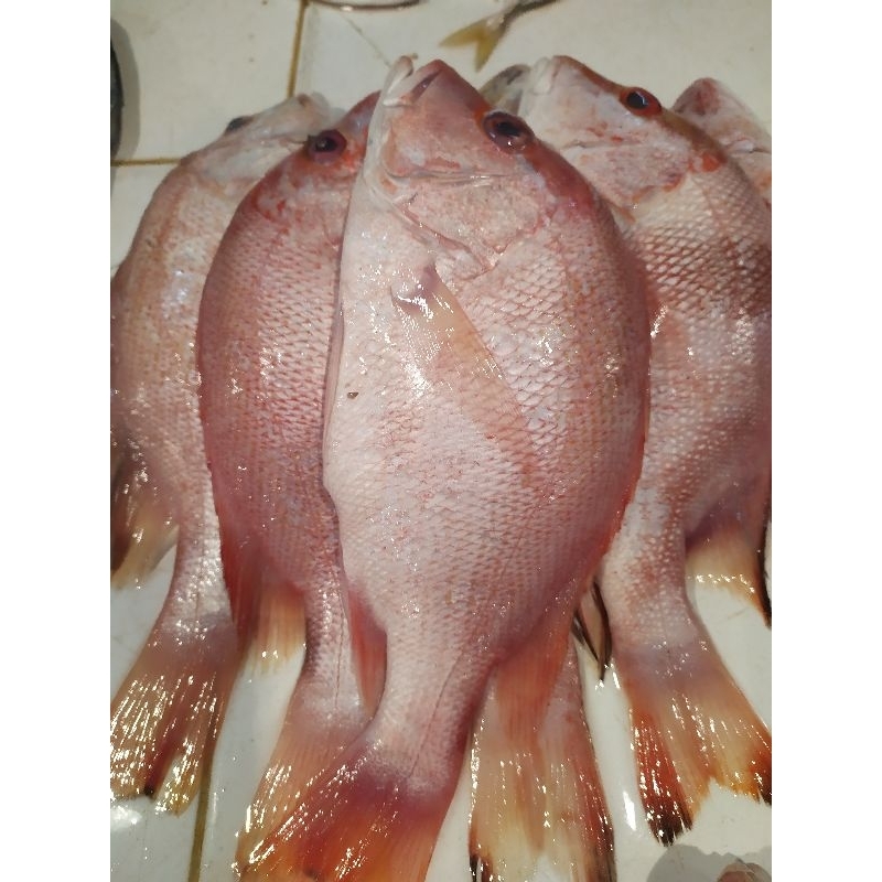 

Ikan Kakap Merah Fresh / Frozen 1.0kg