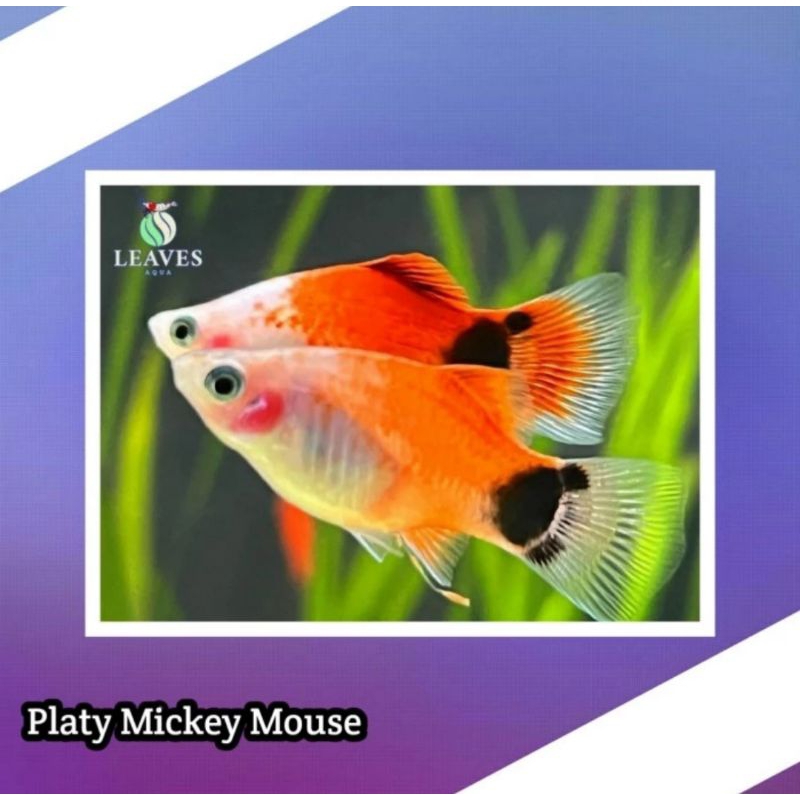 ikan platy mickey mouse