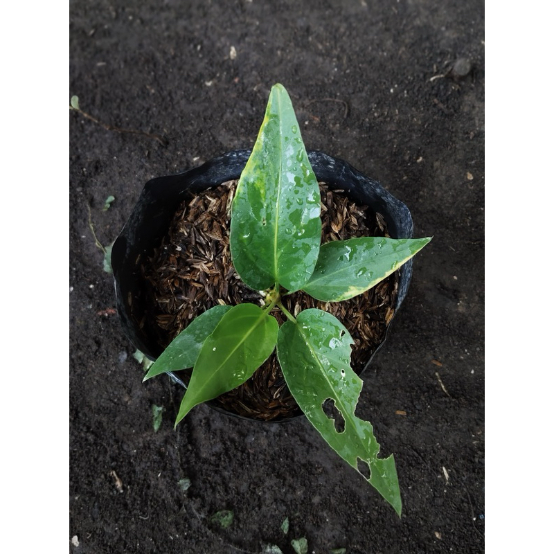 Anthurium plowmanii variegata/gelombang cinta variegata