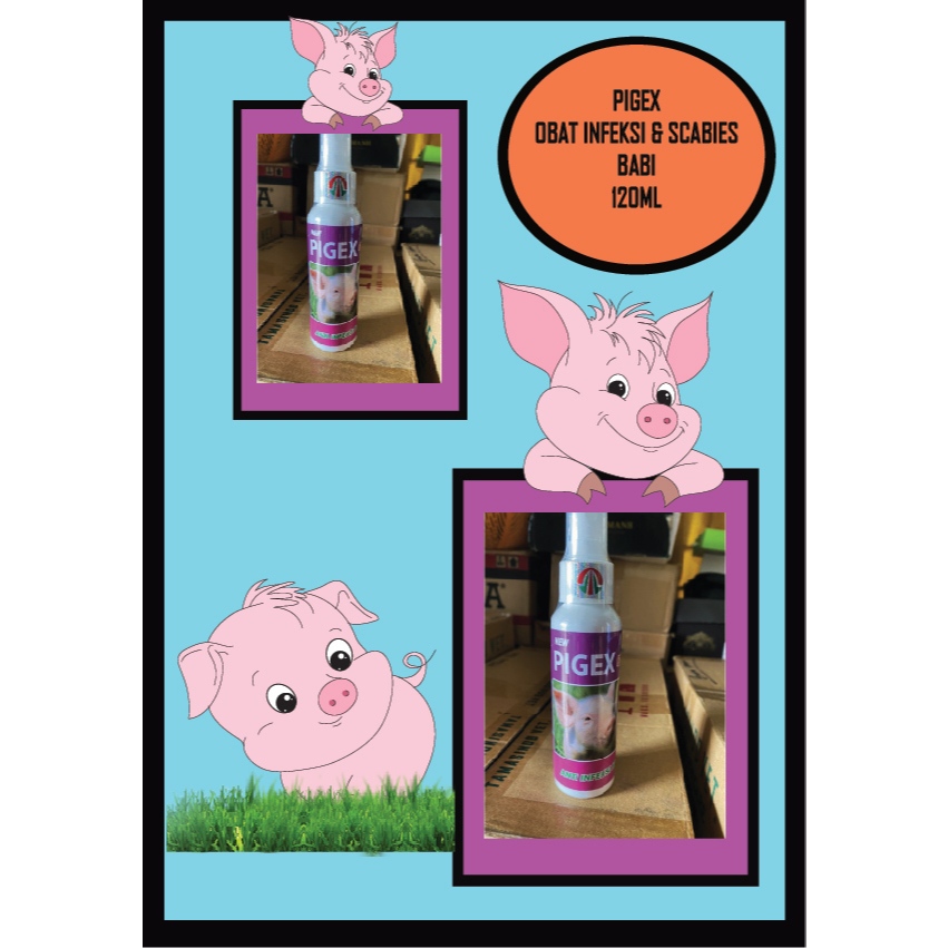 PIGEX SPRAY Obat Infeksi Kulit Babi Obat Scabies Babi