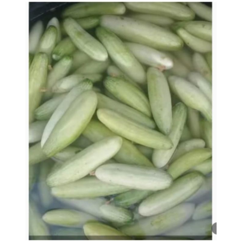 

TIMUN MUDA SANGAT COCOK BUAT RUJAK