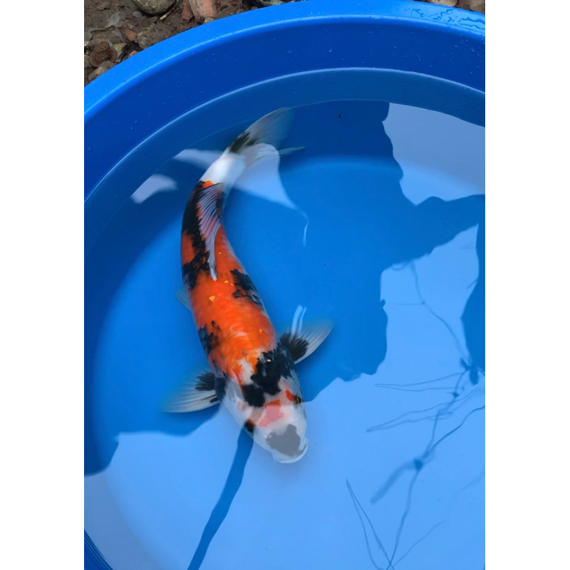 Ikan Koi Showa Ikan Hias