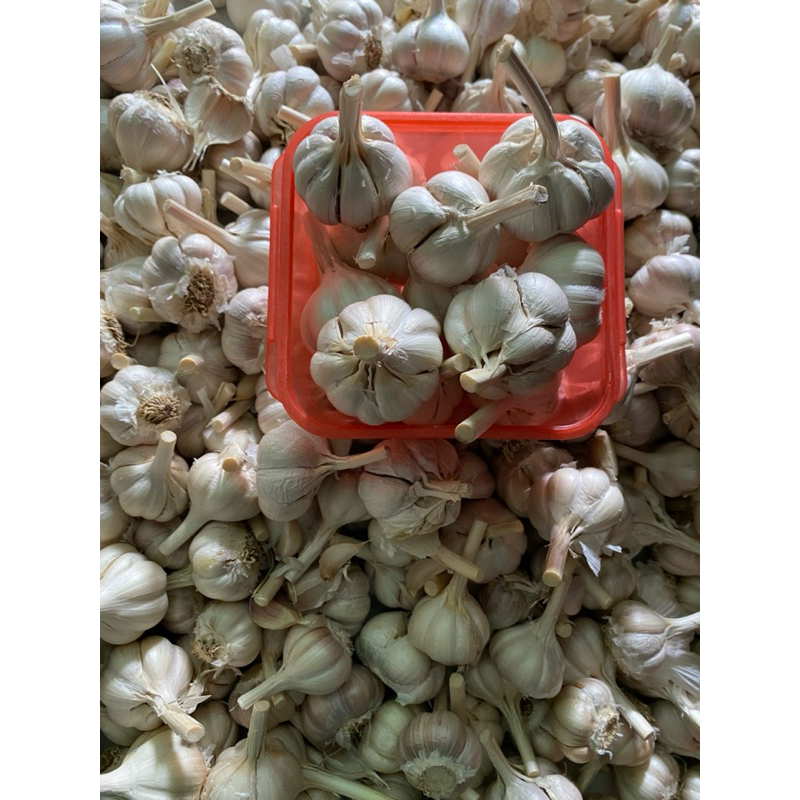 

Bawang putih kating ekonomis 500gr