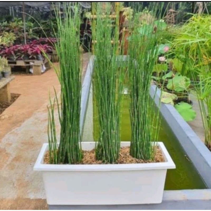 bambu air +pot panjang ukuran 50 cm