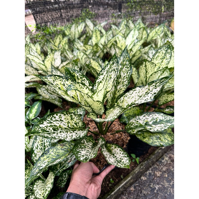 AGLAONEMA SIAM PARAGON