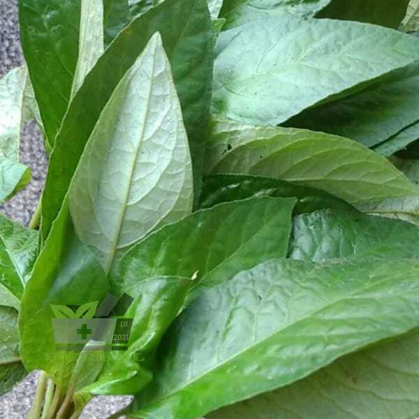 

Daun Reundeu Segar Lalapan Has Sunda fresh Petik