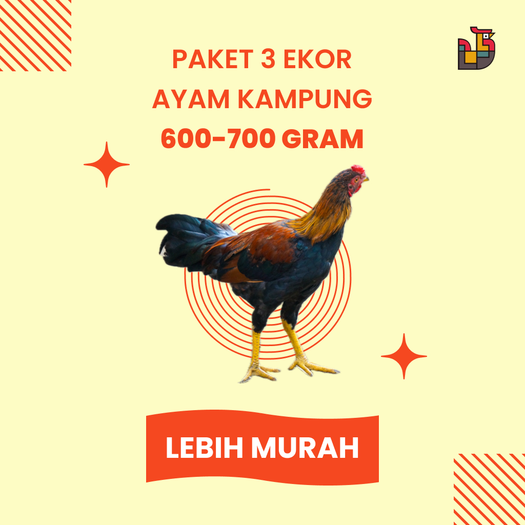 

PAKET AYAM KAMPUNG 3 EKOR 600-700 GRAM TERMURAH SE-JABODETABEK