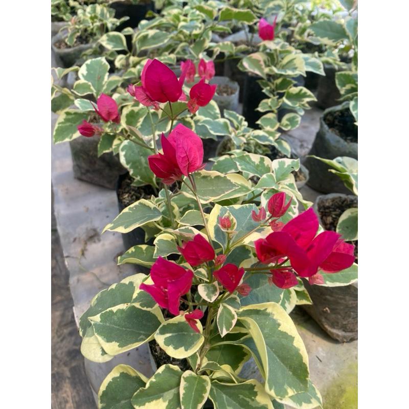 Bougenville Singapore Varygata Merah Fanta