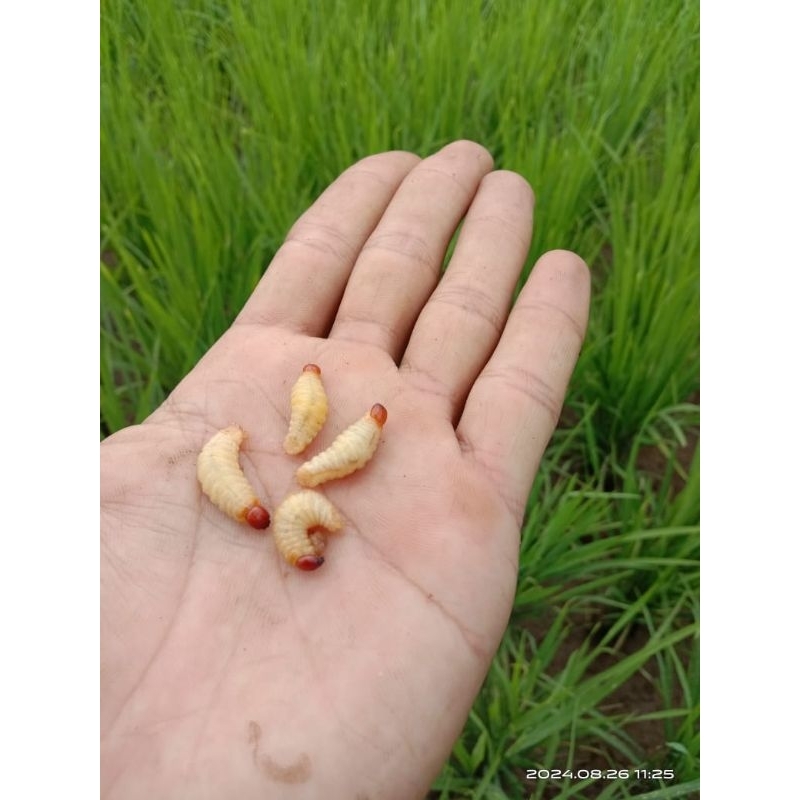 Ulat pisang buat umpan pancing 10 ekor hidup