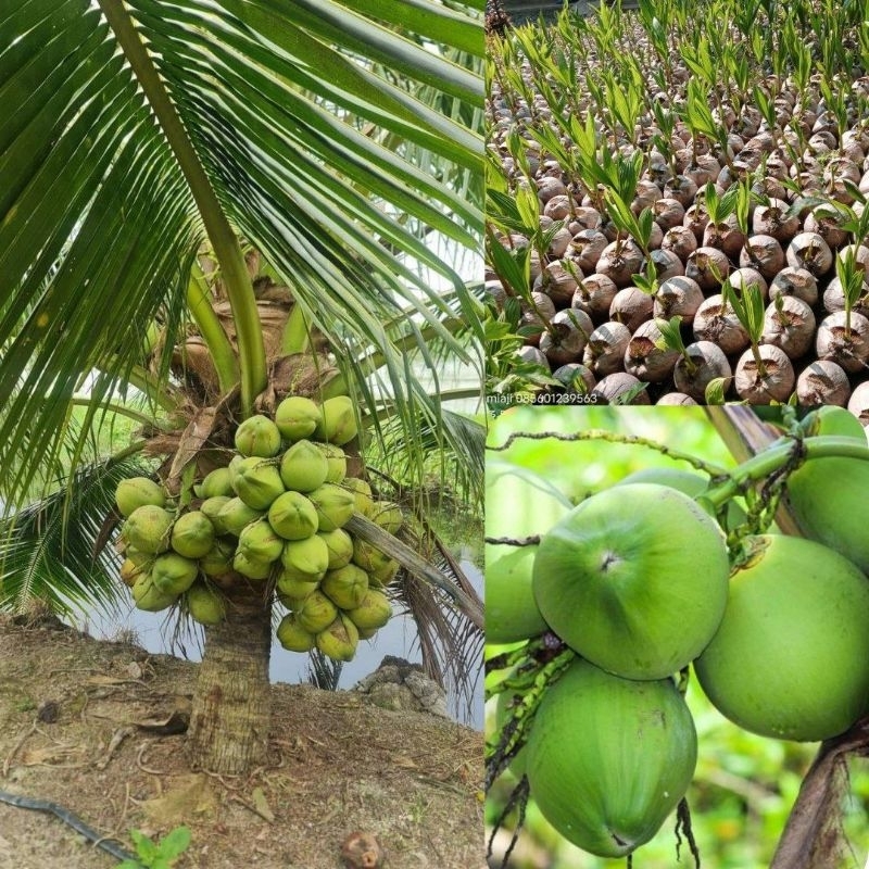 Kelapa, Pohon Kelapa Kopyor, Pohon Kelapa Pendek, Pohon Kelapa Ijo