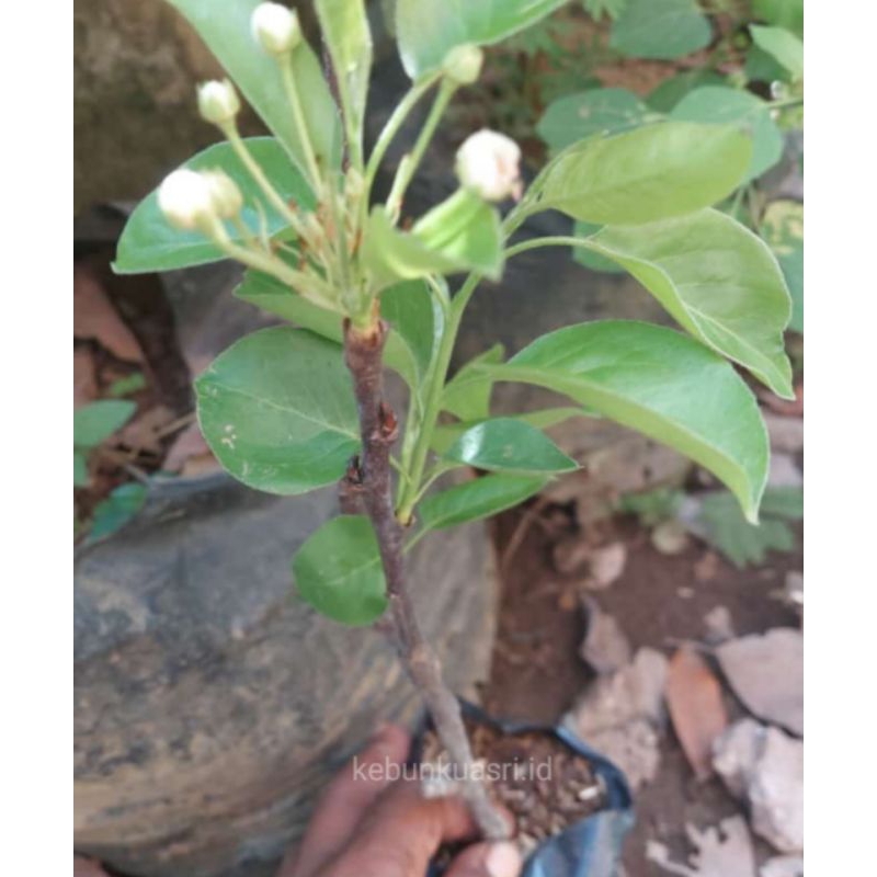 Bibit buah pir asia cangkok batang besar cepat berubah