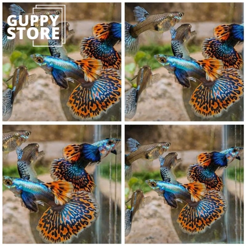 

EXTRA PECKING KARDUS MOZAIK BIG EAR PREMBE