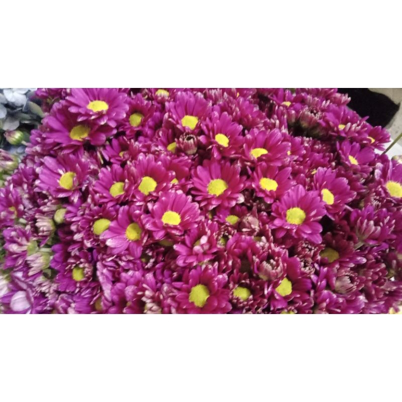 BUNGA ASTER FRESH|ASTER KUNING|ASTER PUTIH|ASTER SALEM|BUNGA ASTER CIPANAS