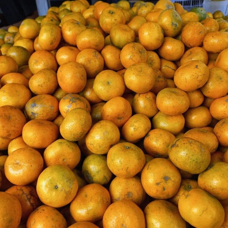 

Jeruk Medan segar manis