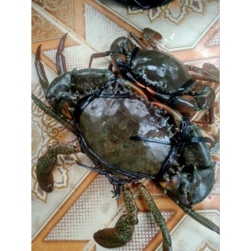 

KEPITING BAKAU FRESH