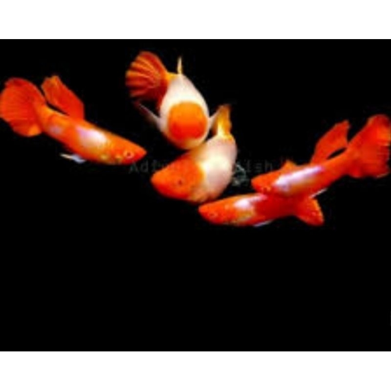 pakan + Guppy platinum koi