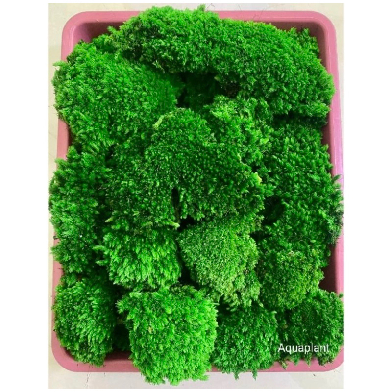 moss mutiara mos darat paludarium